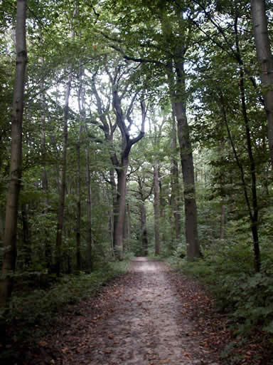 The Forest of Carnelle - an ancient Roman road runs through it